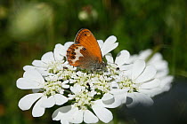 Pearly Heath Butterfly (Coenonympha arcania) feeding on nectar, on white flower, with Carpet beetles (Anthrenus verbasci) feeding on pollen, Croatia