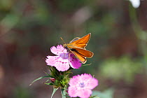 Small Skipper Butterfly (Thymelicus sylvestris) feeding on nectar of Pink flower, Croatia