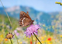 Great Sooty Satyr butterfly (Satyrus ferula) on Field Scabious (Knautia arvensis) Croatia