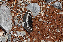 Southern White Admiral butterfly (Limenitis reducta) puddling, Croatia, June