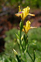 Bearded Iris (Iris germanica) growing wild in mountains. Croatia, June