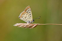 Sooty Copper butterfly (Lycaena tityrus) on grass seed head, France