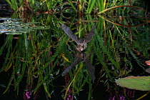 Brown Long-eared Bat (Plecotus auritus) drinking in flight from a lily pond. Surrey, England, August