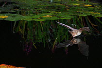 Brown Long-eared Bat (Plecotus auritus) drinking in flight from a lily pond. Surrey, England, June