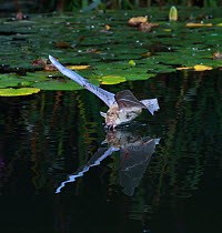 Natterer's Bat (Myotis nattereri) drinking in flight from a lily pond. Surrey, England, June