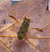 Water Boatman (Corixa punctata) resting on a leaf at the bottom of a pond. Europe.