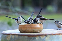Long-tailed Tits (Aegithalos caudatus) feeding from bowl. Surrey, England, Januaray