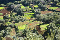 Agricultural fields of the Berber people, western Atlas foothills. Morocco, December 2012