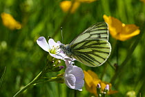 Green-veined White Butterfly (Pieris napi) male feeding from Cuckoo Flower. Wales, June