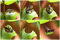 Leaf-cutting Bee (Megachile species) sequence showing cutting leaf section from rose. Read from top left. Surrey, England. Digital composite.
