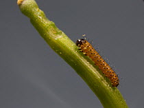 Orange-tip Butterfly (Anthocharis cardamines) caterpillar aged 1 day. Garlic Mustard seed pod. Surrey, England, May