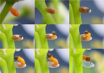 Orange-tip Butterfly (Anthocharis cardamines) egg on Garlic Mustard (Alliaria petiolata) sequence from new laid to hatch. Read from top left. Surrey, England. Digital composite