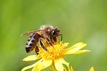 RF- Honey Bee (Apis mellifera) worker gathering nectar from Ragwort. Surrey, England, August (This image may be licensed either as rights managed or royalty free.)
