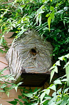 Wasp (Vespula sp) nest built  in and covering a bird nest box. Surrey, England, July