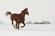 An East Bulgarian mare running in snow, Kabiuk National Stud, Shumen, Bulgaria.