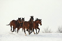 Four East Bulgarian mares running in snow, Kabiuk National Stud, Shumen, Bulgaria.
