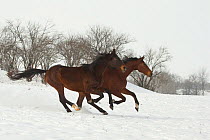 Two East Bulgarian mares running in snow, Kabiuk National Stud, Shumen, Bulgaria.