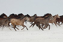 A group of Pure Arab, Shagya Arab and East Bulgarian fillies running in snow, Kabiuk National Stud, Shumen, Bulgaria.