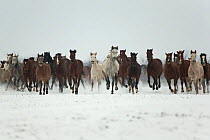 A large group of Pure Arab, Shagya Arab and East Bulgarian fillies running in snow, Kabiuk National Stud, Shumen, Bulgaria.