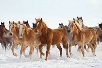 A group of Haflinger, Pure Arab, Shagya Arab and East Bulgarian fillies and mares running in snow, Kabiuk National Stud, Shumen, Bulgaria.