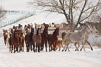 A group of Haflinger, Pure Arab, Shagya Arab and East Bulgarian fillies and mares walking in snow, Kabiuk National Stud, Shumen, Bulgaria.