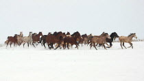 A group of Pure Arab, Shagya Arab and East Bulgarian fillies running in snow, Kabiuk National Stud, Shumen, Bulgaria.