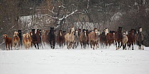 A group of Haflinger, Pure Arab, Shagya Arab and East Bulgarian fillies and mares running in snow, Kabiuk National Stud, Shumen, Bulgaria.