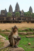 Rhesus macaque (Macaca mulatta) male in front of Angkor Wat temple, Angkor, Cambodia. March 2013