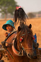 Harnessed Cambodian Pony Stallion with driver in rural Kompong Cham, Cambodia. March 2013