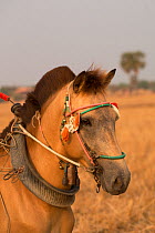 Portrait of a harnessed Cambodian Pony Stallion in rural Kompong Cham, Cambodia. March 2013