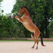 Cambodian Pony stallion rearing on hind legs, Siem Reap, Cambodia. March 2013