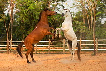 Two Cambodian Pony stallions play fighting, rearing on back legs, Siem Reap, Cambodia. March 2013