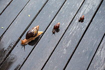 Three Giant African Land Snails (Achatina fulica) on wooden boards in the rain, Mahe, Seychelles, May