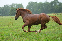 A Franches Montagnes / Freiberger (Equus caballus) stallion galloping in heavy rain at the National Stud of Avenches, Vaud, Switzerland, July.