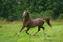 A Franches Montagnes / Freiberger (Equus caballus) stallion trotting in heavy rain at the National Stud of Avenches, Vaud, Switzerland, July.