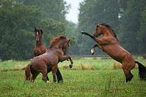 Three Franches Montagnes / Freiberger (Equus caballus) stallions fighting in heavy rain at the National Stud of Avenches, Vaud, Switzerland, July.
