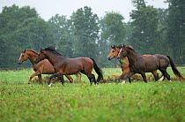 Four Franches Montagnes / Freiberger (Equus caballus) stallions trotting in heavy rain at the National Stud of Avenches, Vaud, Switzerland, July.