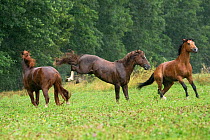Three Franches Montagnes / Freiberger (Equus caballus) stallions galloping in heavy rain at the National Stud of Avenches, Vaud, Switzerland, July.