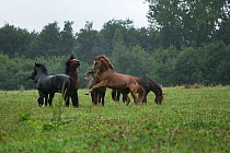 Five Franches Montagnes / Freiberger (Equus caballus) stallions in heavy rain at the National Stud of Avenches, Vaud, Switzerland, July.