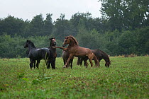 Five Franches Montagnes / Freiberger (Equus caballus) stallions in heavy rain at the National Stud of Avenches, Vaud, Switzerland, July.