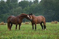 Two Franches Montagnes / Freiberger (Equus caballus) stallions greeting each other in heavy rain at the National Stud of Avenches, Vaud, Switzerland, July.