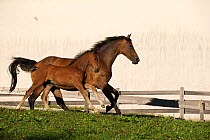 An Einsiedler / Swiss warmblood mare (Equus caballus) cantering with her filly, Schwyz, Switzerland, July.