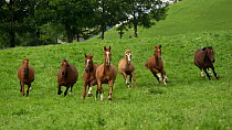 Six Einsiedler / Swiss warmblood (Equus caballus) mares and geldings galloping, Schwyz, Switzerland, July.