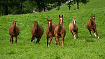 Six Einsiedler / Swiss warmblood (Equus caballus) mares and geldings galloping, Schwyz, Switzerland, July.