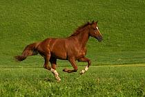 An Einsiedler / Swiss warmblood mare (Equus caballus) galloping, Schwyz, Switzerland, July.