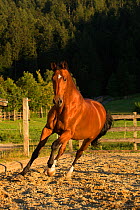 An Einsiedler / Swiss warmblood mare (Equus caballus) cantering, Schwyz, Switzerland, July.