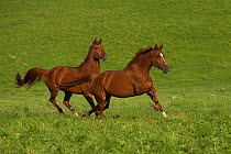 Two Einsiedler / Swiss warmblood mares (Equus caballus) galloping, Schwyz, Switzerland, July.