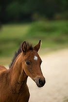 Head portrait of a newborn New Forest colt, in the New Forest National Park, Hampshire, England, July 2013.