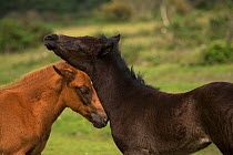 New Forest fillies (aged 2 weeks) greeting one another, in the New Forest National Park, Hampshire, England, July 2013.