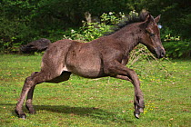 Two week old New Forest filly running, in the New Forest National Park, Hampshire, England, July 2013.